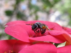 Lasioglossum