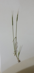 Aegilops cylindrica