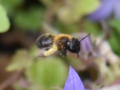 Andrena bicolor
