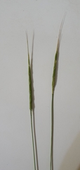 Aegilops cylindrica