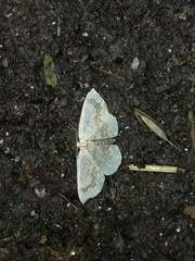 Cyclophora annularia