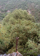 Platanus mexicana