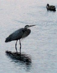 Ardea herodias