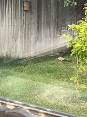 Streptopelia decaocto