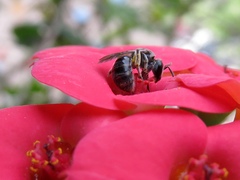 Lasioglossum
