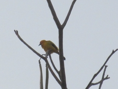 Icterus nigrogularis