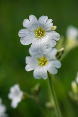 Cerastium biebersteinii