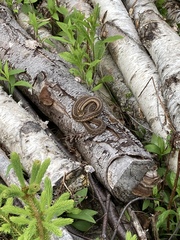 Thamnophis sirtalis pallidulus