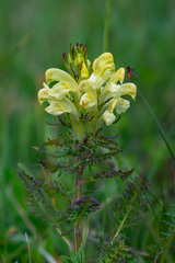 Pedicularis sibthorpii