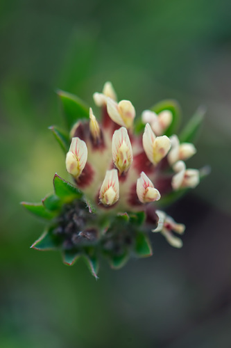 Paprastasis perluotis nuotrauka
