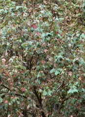 Platanus mexicana