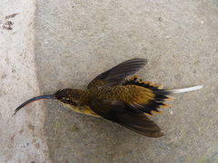 Phaethornis syrmatophorus