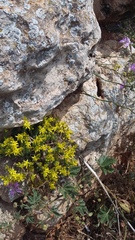Sedum urvillei