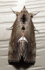 Hypsoropha hormos