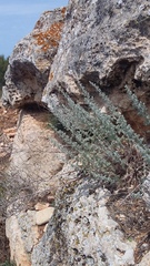 Artemisia taurica