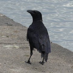 Corvus corone