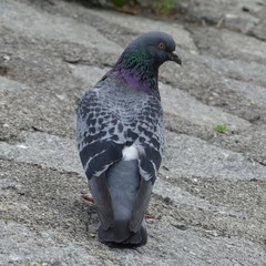 Columba livia domestica