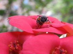 Lasioglossum