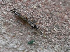 Clistopyga incitator