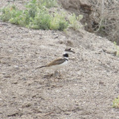Charadrius vociferus