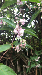 Deutzia pulchra