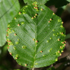 Eriophyes alniincanae