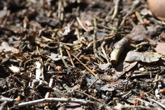 Staphylinus erythropterus