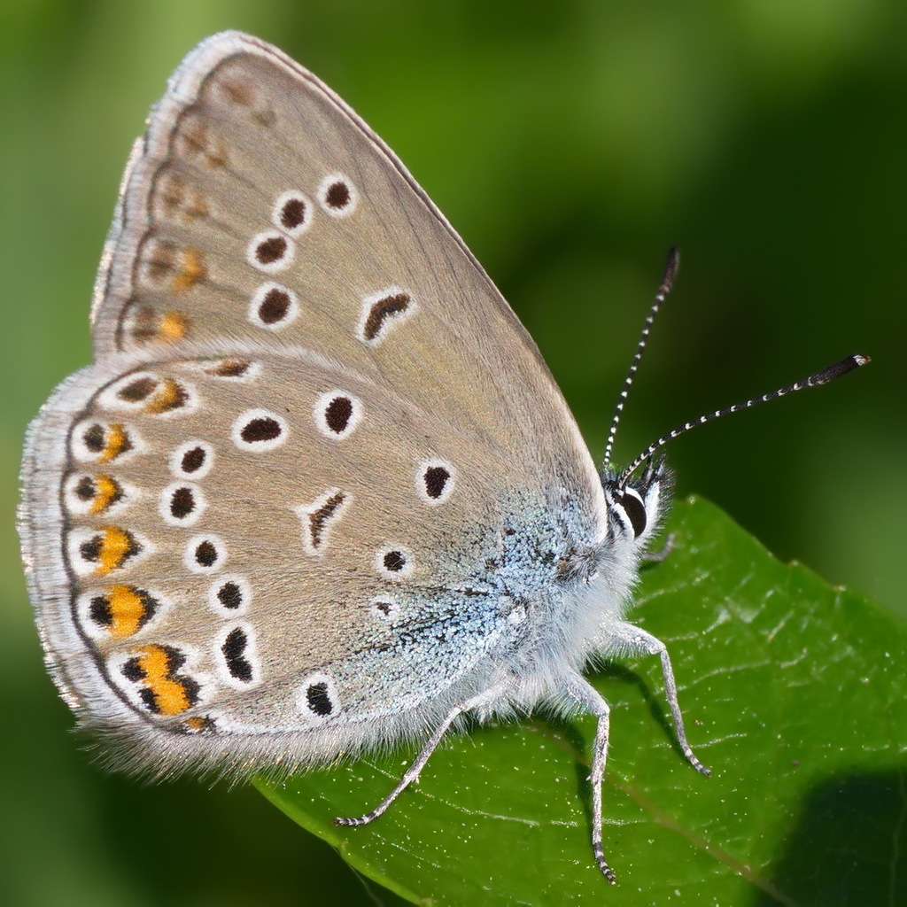 Amanda's Blue