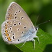 Polyommatus amandus - Photo 由 Иван Тисленко 所上傳的 (c) Иван Тисленко，保留部份權利CC BY-NC