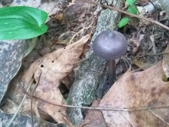 Entoloma violaceum