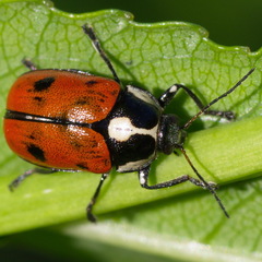 Cryptocephalus octopunctatus