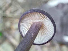 Entoloma violaceum