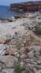 Cirsium arvense vestitum