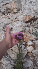 Cirsium arvense vestitum