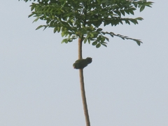 Forpus conspicillatus