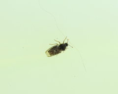 Piesma maculatum