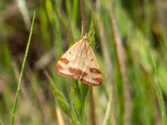 Pyrausta semirubralis