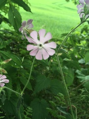 Melandrium