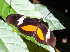 Heliconius hortense