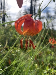 Lilium pardalinum vollmeri