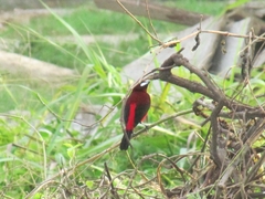 Ramphocelus dimidiatus