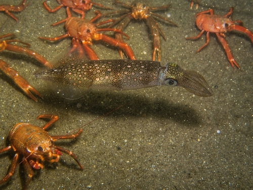 Opalescent Inshore Squid