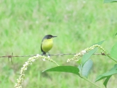 Todirostrum cinereum