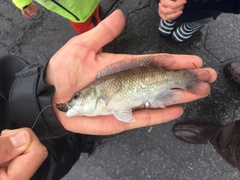 Tautogolabrus adspersus