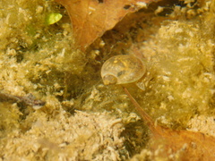 Radix auricularia