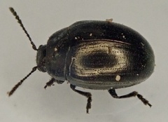 Phaedon tumidulus