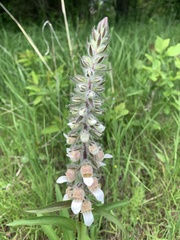 Digitalis lanata