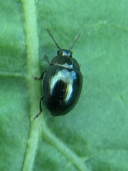 Phaedon tumidulus