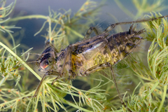Erythemis simplicicollis