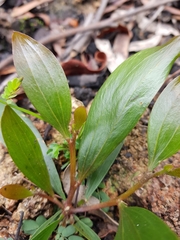 Acacia verniciflua